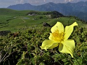 02 Pulsatilla alpina sulphurea (Anemone sulfureo) con vista sui Piani dell'Avaro